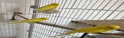 Budgerigars birds for sale: Lutino baby budgies  - Advert 7
