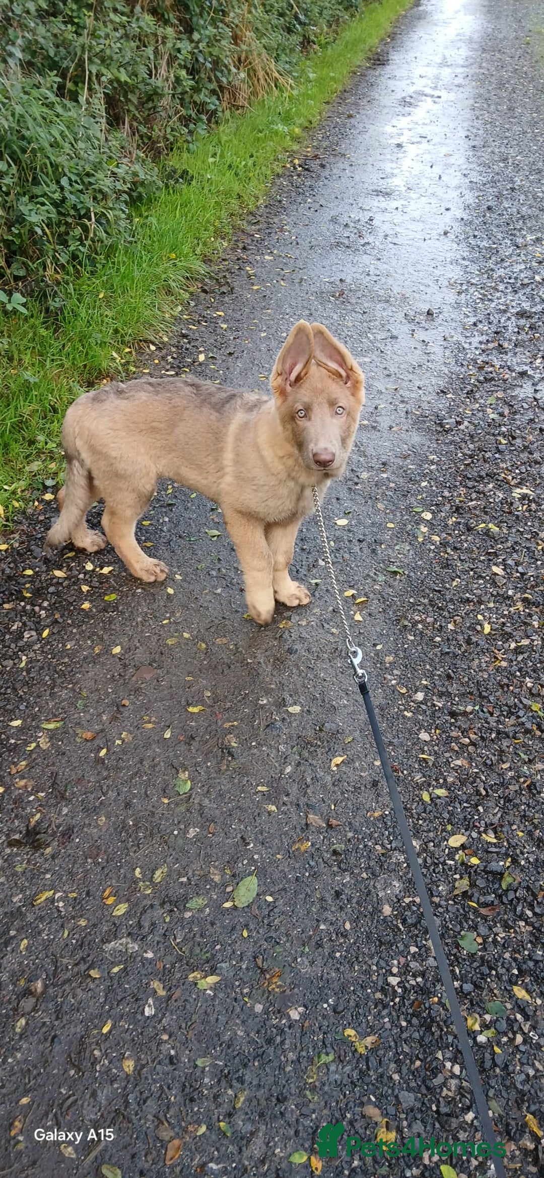 German Shepherd dogs for stud: PROVEN KC REG STRAIGHT BACK BLUE BICOLOUR in Redditch - Image 31