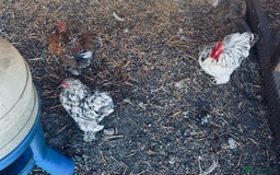 Chickens poultry for sale: Silkie and Bantams for sale - Image 11
