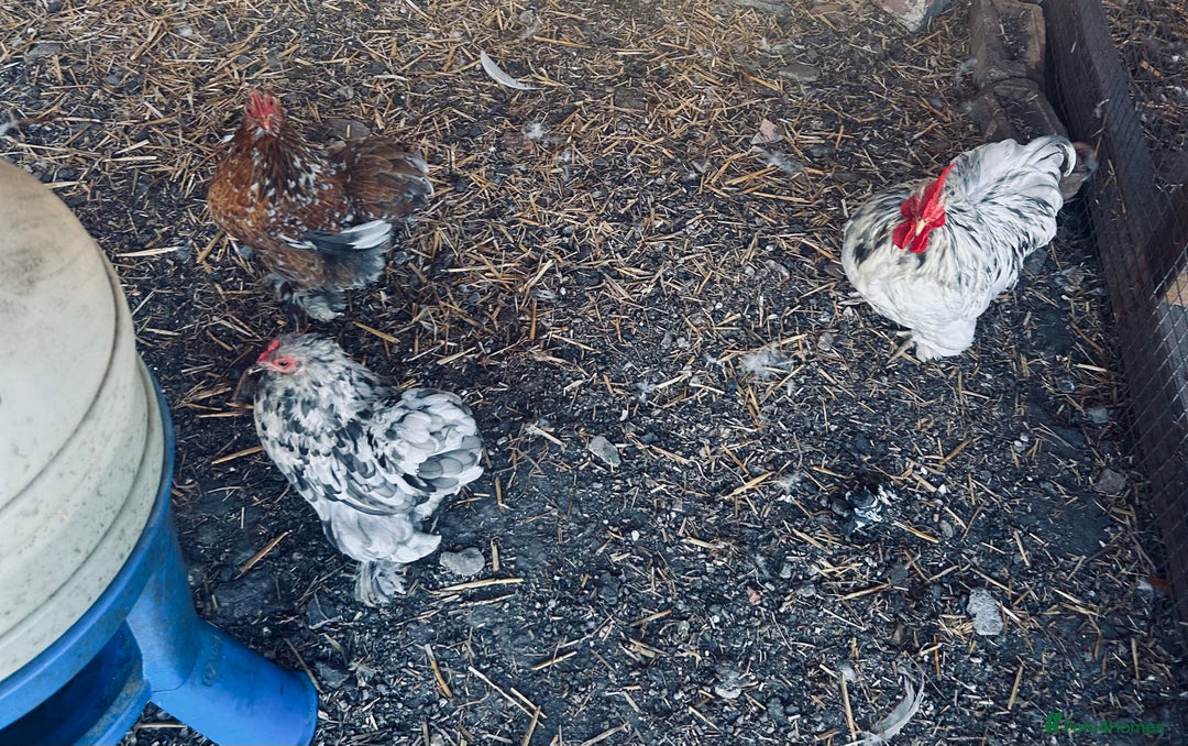 Chickens poultry for sale: Silkie and Bantams for sale - Image 11