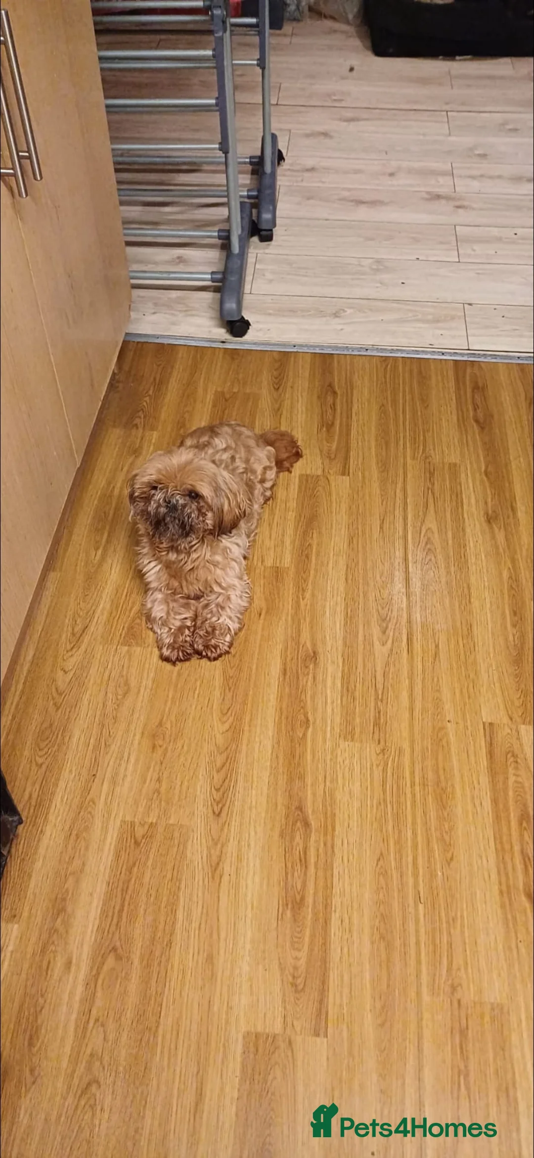 Mixed Breed dogs for sale: Beautiful shweenie babies - Advert 11