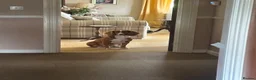 Cocker Spaniel dogs for sale: Cocker Spaniel Pups  - Advert 1