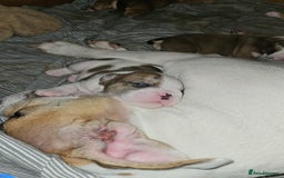 Mixed Breed dogs for sale: Beautiful Litter of 4 Puppies 🐶  - Image 2