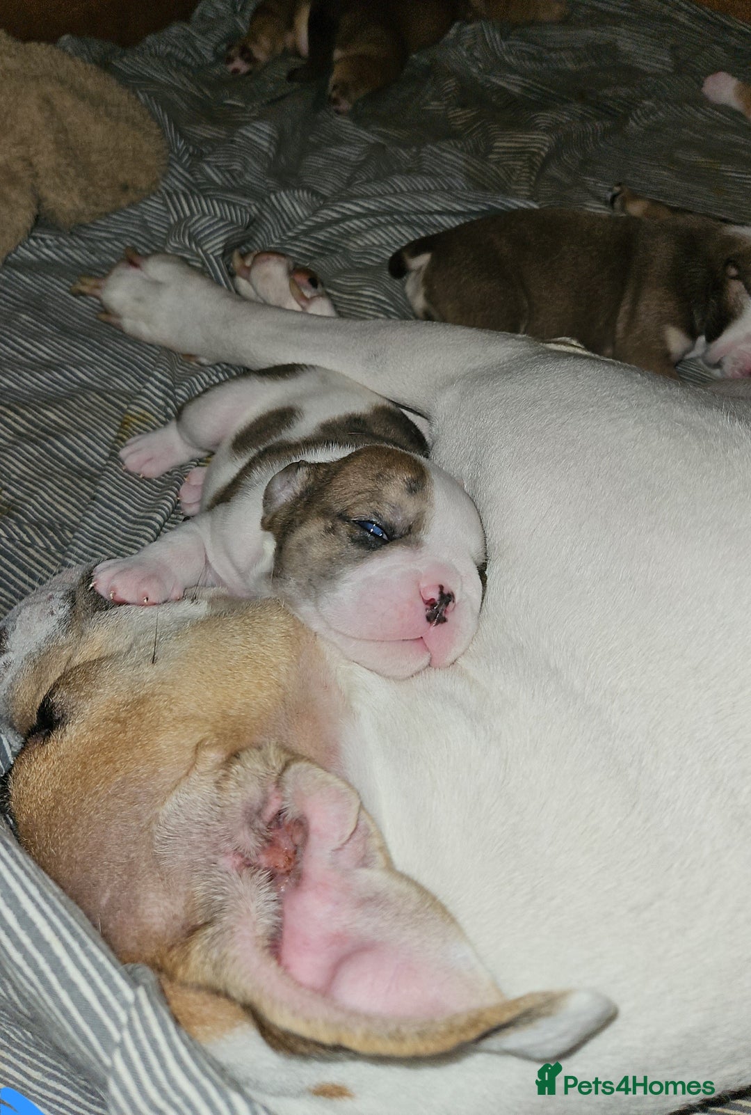 Mixed Breed dogs for sale: Beautiful Litter of 4 Puppies 🐶  - Image 2