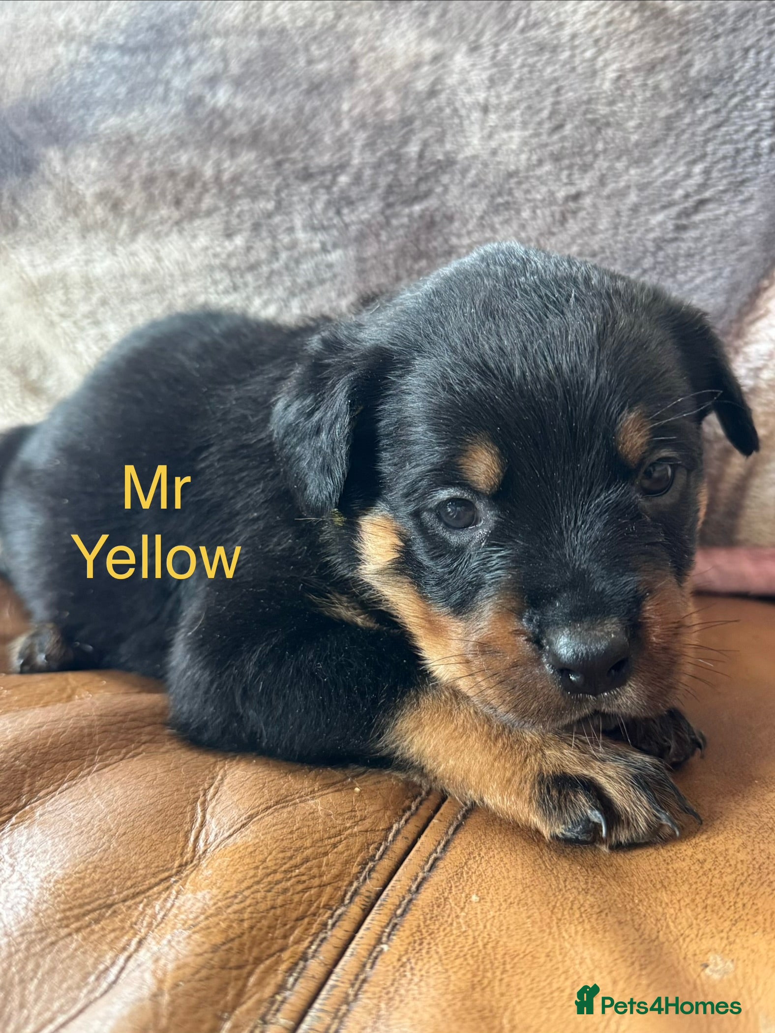 Rottweiler dogs KC Registered German Rottweiler Puppies - Advert 2