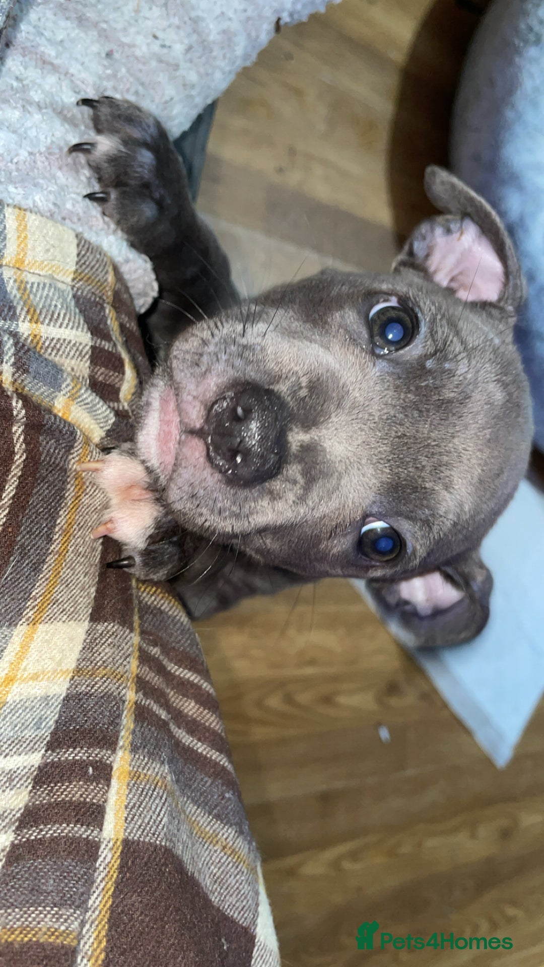 Staffordshire Bull Terrier dogs for sale: Blue Staffordshire bullterrier  - Image 5