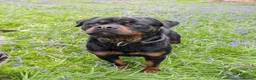 Mixed Breed dogs for sale: Beautiful Lab x rotty pups  in Exeter - Advert 16