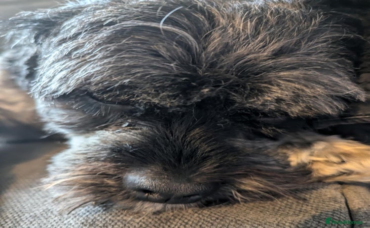 Mixed Breed dogs - Advert 16