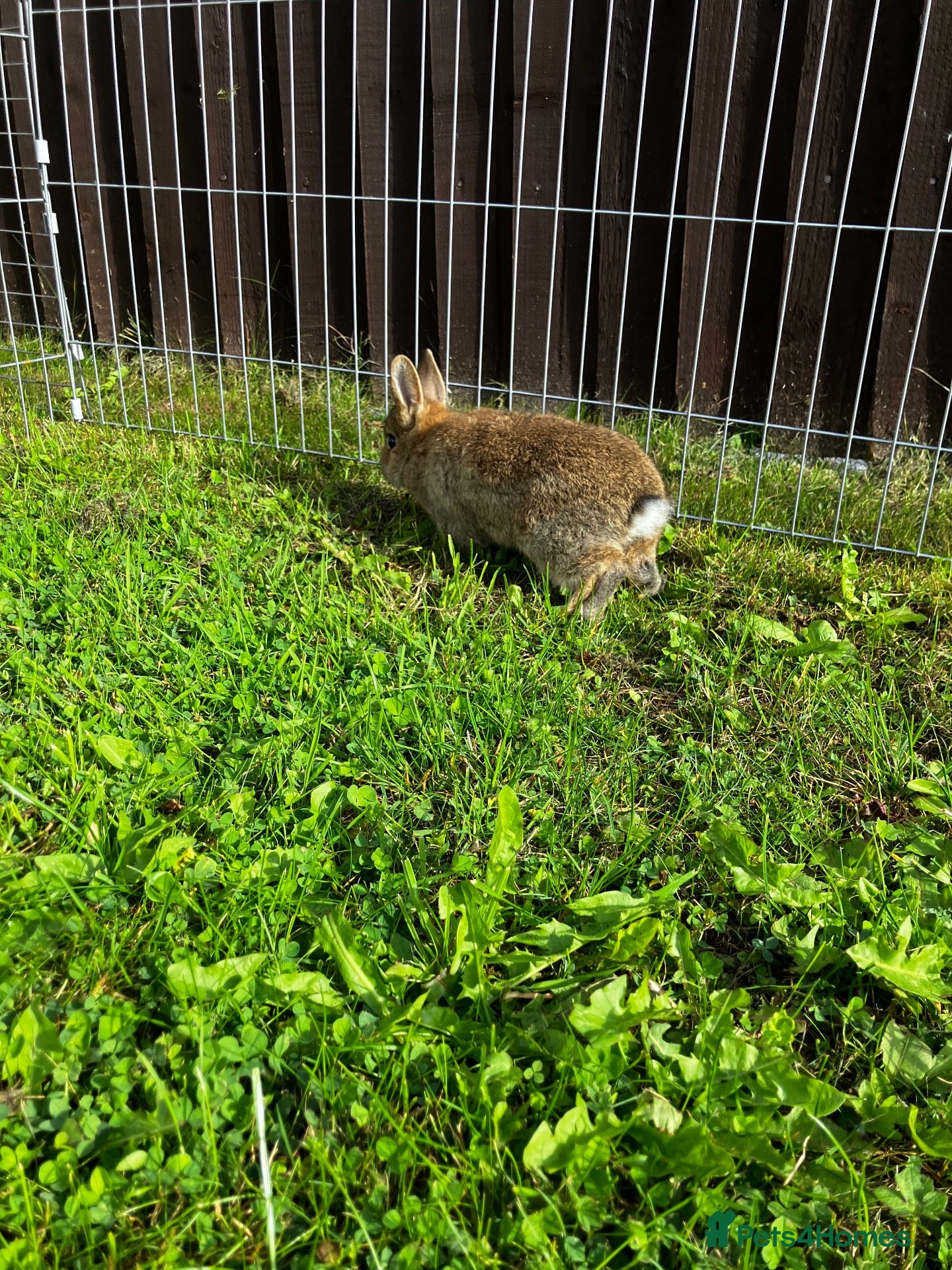 Netherland Dwarf rabbits Pair of Agouti Buck Netherland Dwarfs! - Advert 8