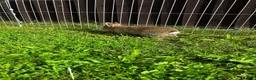 Netherland Dwarf rabbits for sale: Reserved! - Advert 1