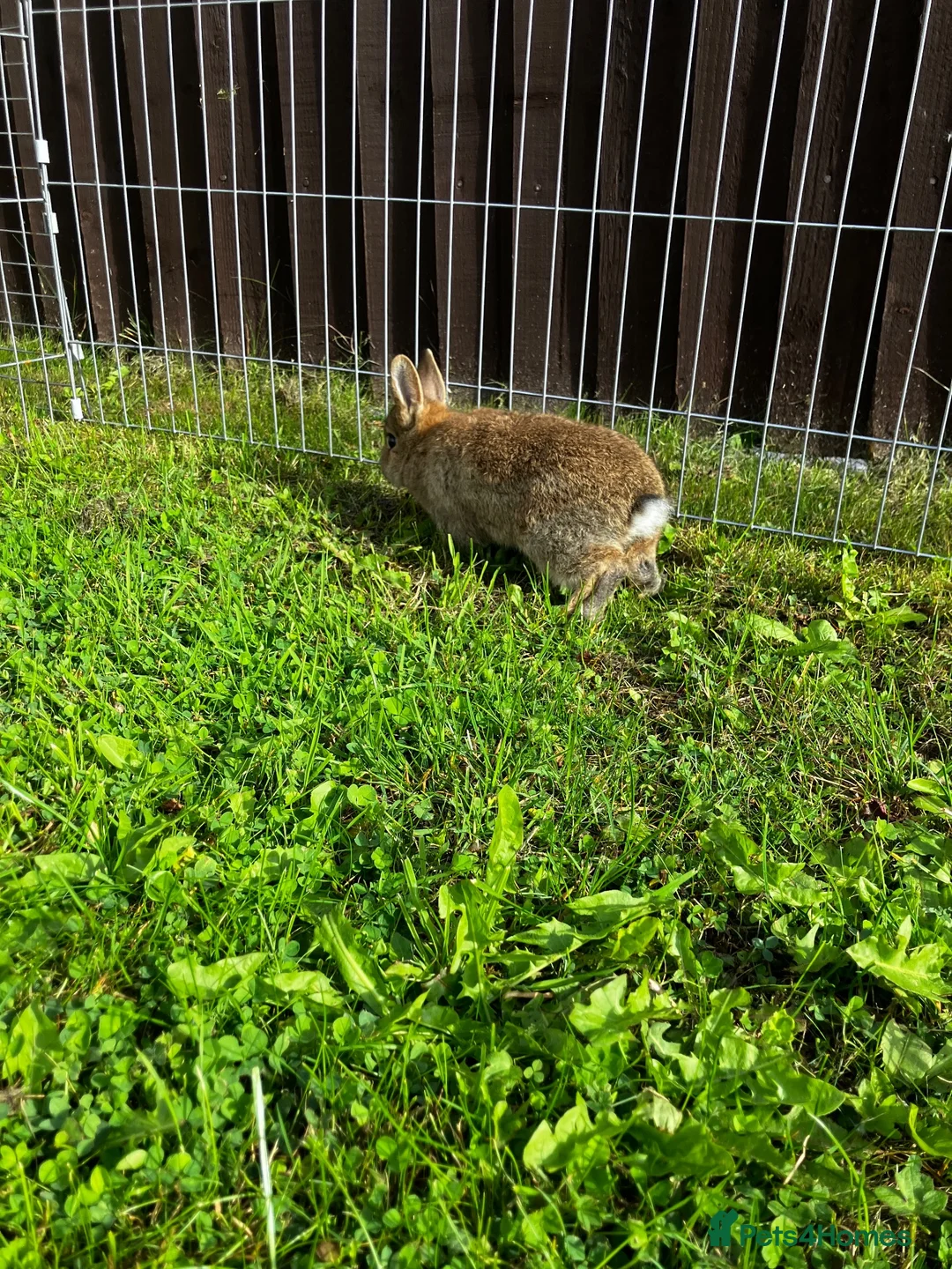 Netherland Dwarf rabbits for sale: Reserved! - Advert 1