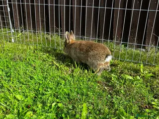 Netherland Dwarf rabbits Pair of Agouti Buck Netherland Dwarfs! - Advert 8