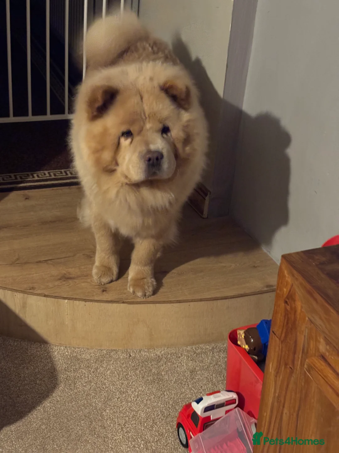 Chow Chow dogs for sale: Male chow chow  - Advert 2