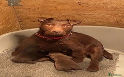 Patterdale Terrier dogs for sale: ⭐️PATTERDALE TERRIER PUPPIES  - Image 25