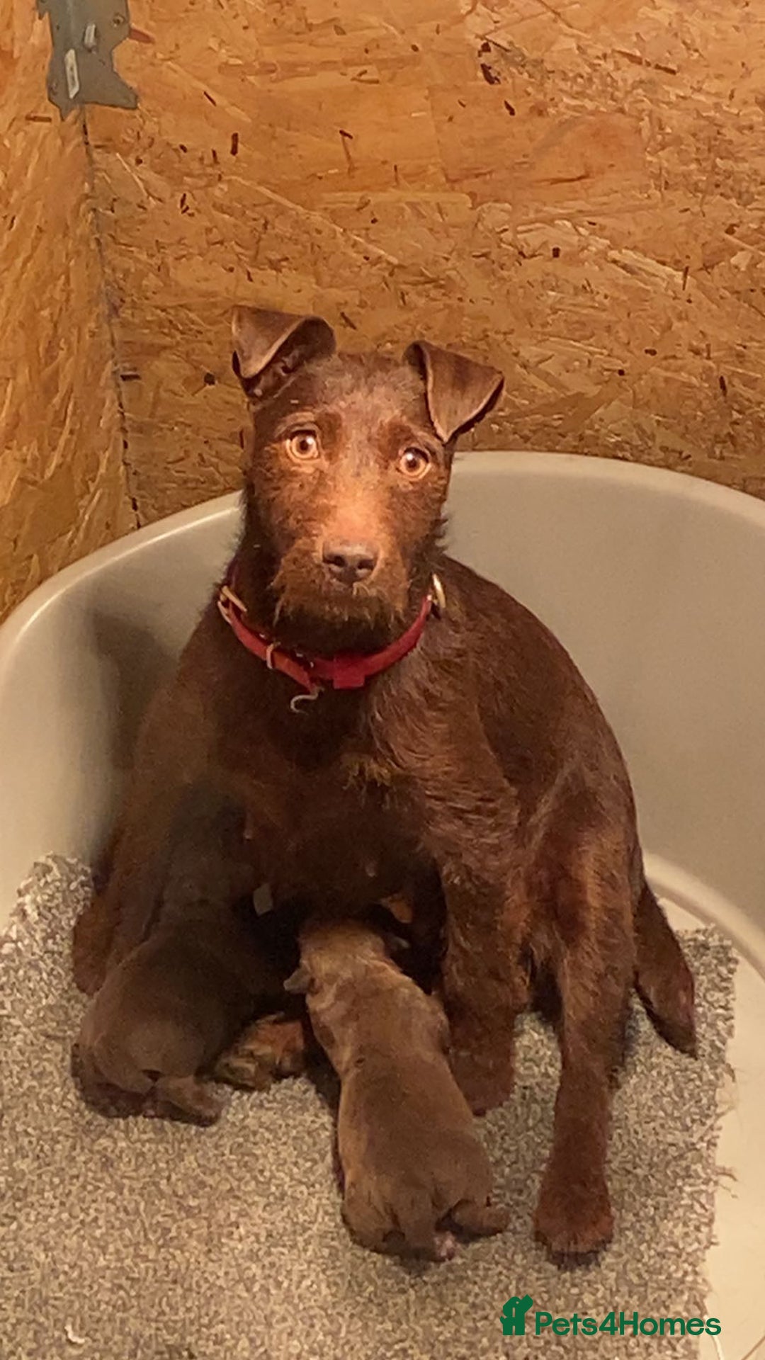 Patterdale Terrier dogs for sale: ⭐️PATTERDALE TERRIER PUPPIES  - Image 25