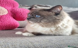 Ragdoll cats for sale: Ragdoll kittens  - Image 14