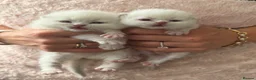British Longhair cats for sale: BEAUTIFUL BRITISH LONG-HAIRED BABIES FOR SALE - Advert 11