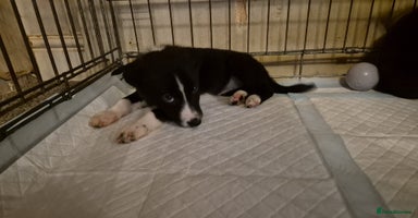 Mixed Breed dogs - Advert 8