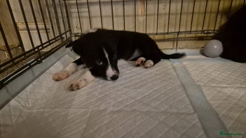 Mixed Breed dogs - Advert 8