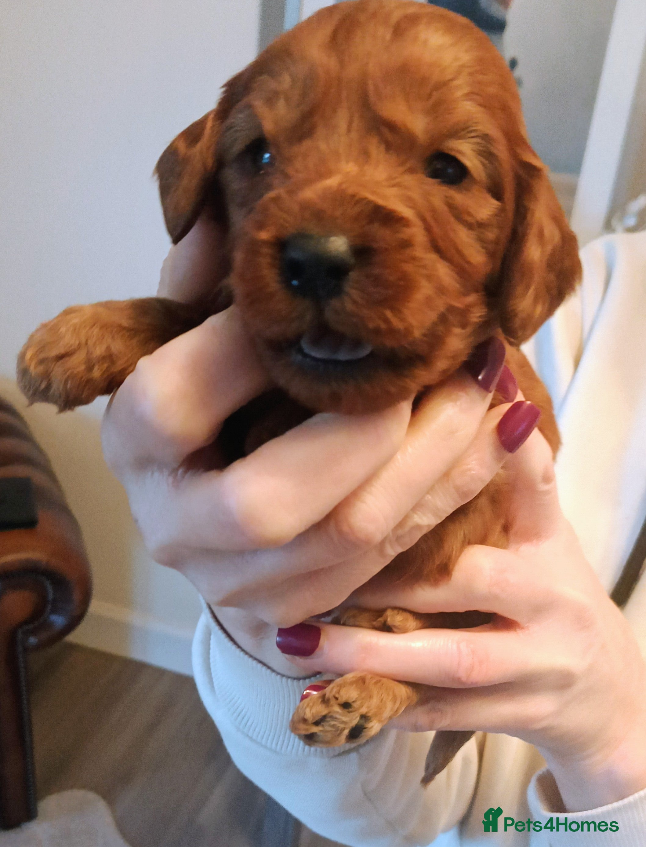 Cavapoo dogs Cavapoo puppies f1 last girl ❤️!!!!. - Advert 5