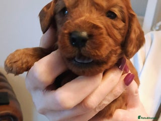 Cavapoo dogs Cavapoo puppies f1 last girl ❤️!!!!. - Advert 5