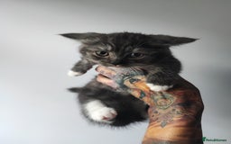 Munchkin cats for sale: Munchkin x Devon rex  - Advert 12