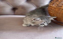 British Longhair cats for sale: British Long Hair Kittens - Image 5