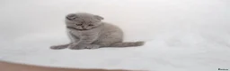 Scottish Fold cats for sale: Sottish Fold Beautiful kittens🐾 - £650 Each - Advert 15
