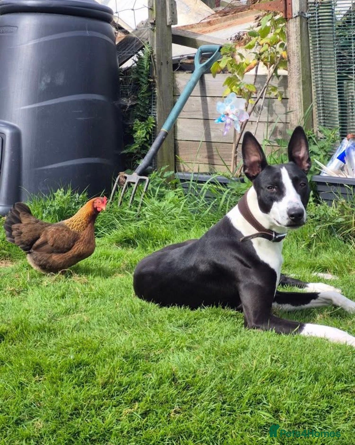 Lurcher dogs for sale: Lurcher (Saluki bull whippet) - Advert 1