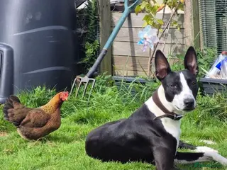 Lurcher dogs Lurcher (Saluki bull whippet) - Advert 1