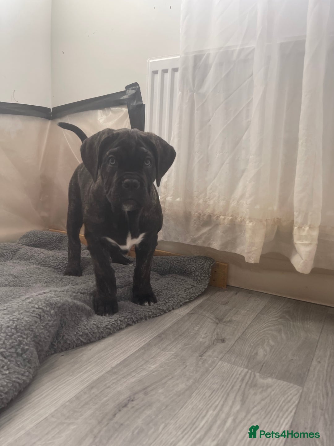 Cane Corso dogs for sale: Russian champ bloodline Cane Corso Puppies 8 left! - Advert 18