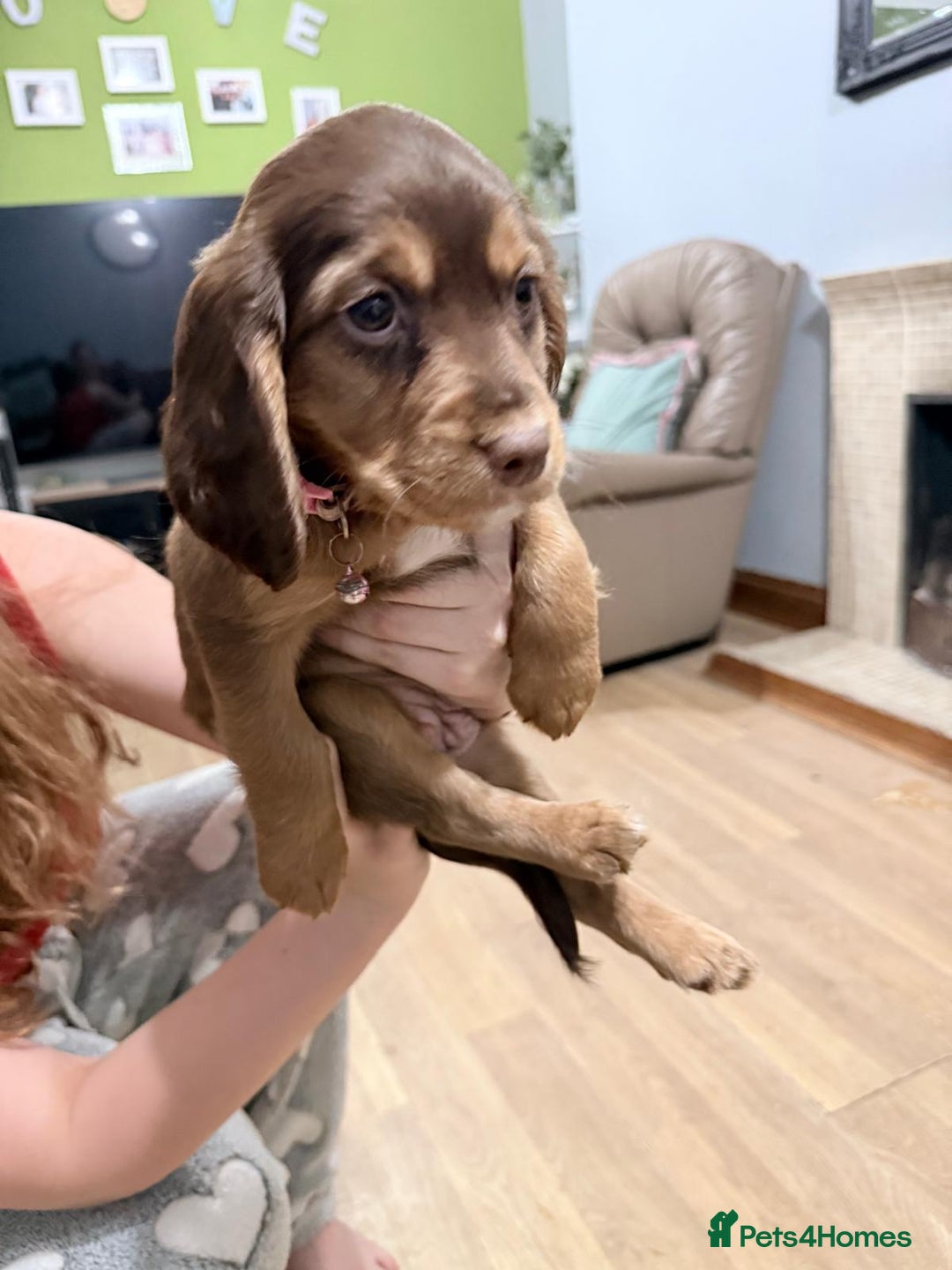 Sprocker dogs for sale: 4 LEFT Sprocker Spaniel Puppies EXCELLENT Breeding - Advert 17