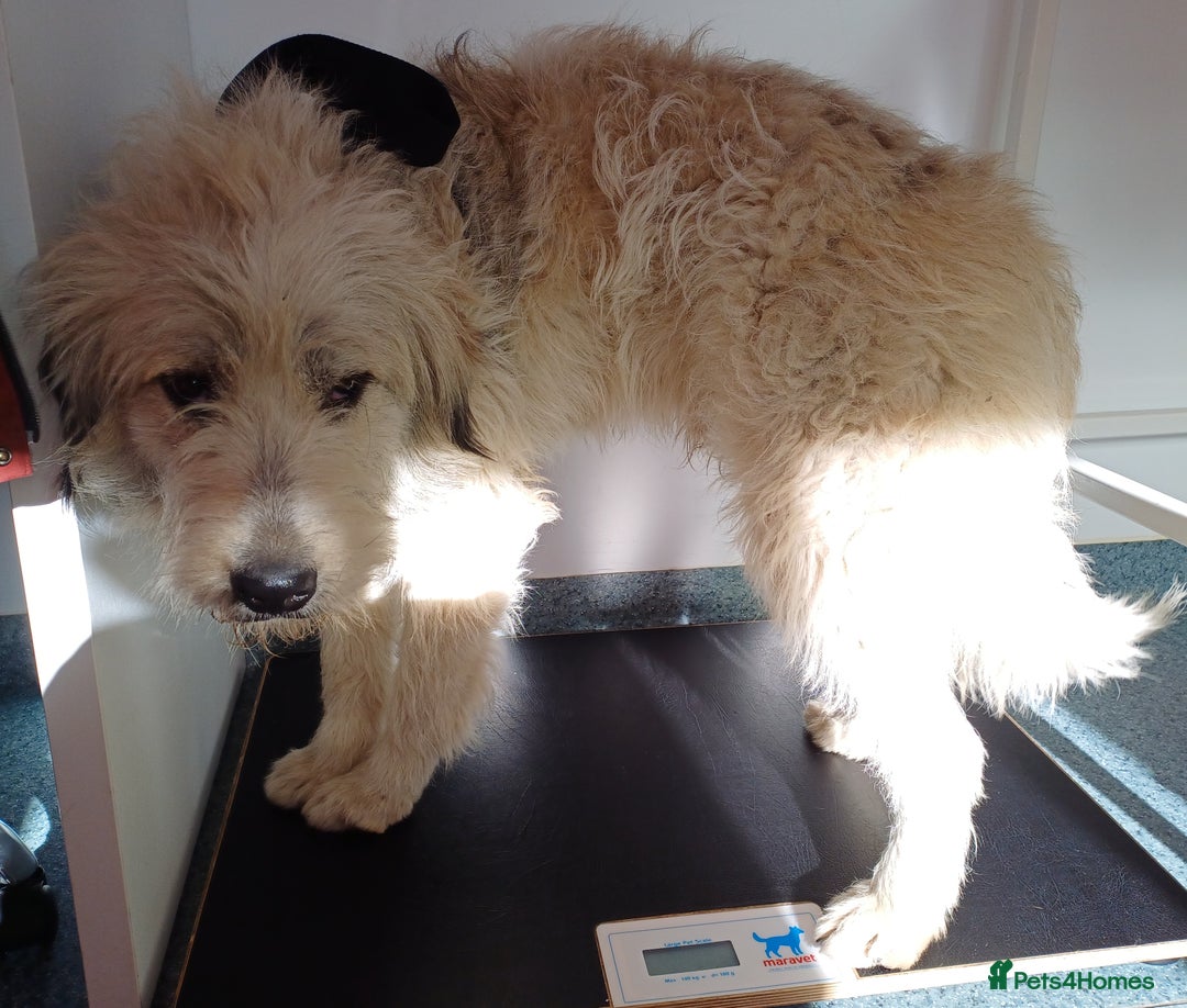 Mixed Breed dogs for adoption: Meet VICTOR - a superb big boy, for a Loving Home - Image 5