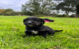 Bordoodle dogs for sale: Quality Miniature Bordoodles  - Image 11