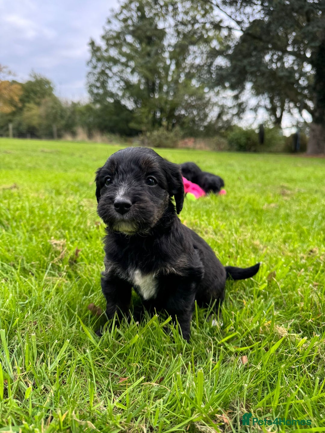 Bordoodle dogs for sale: Quality Miniature Bordoodles  - Image 11