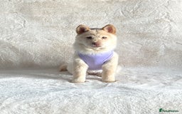 Chow Chow dogs for sale: Exotic colour chowsky puppies for sale  - Image 14