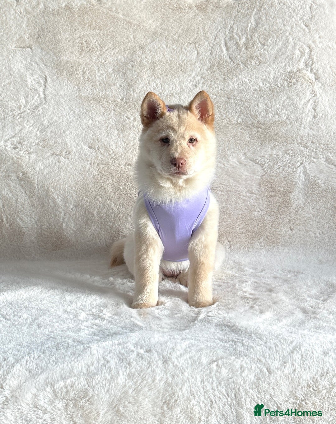 Chow Chow dogs for sale: Exotic colour chowsky puppies for sale  - Image 14
