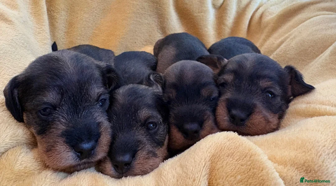 Miniature Dachshund dogs for sale: Champion Sired Mini wire haired dachshunds  - Advert 7