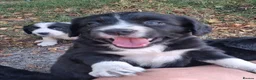 Mixed Breed dogs for sale: Beautiful Sprollies  - Advert 13