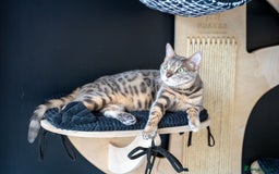 Bengal cats for sale: Frankie-Stunning Snow Bengal-TICA-Available now! - Image 32