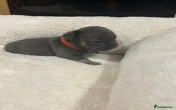 French Bulldog dogs for sale: 5⭐️ french bulldog pups 🐾 - Image 22