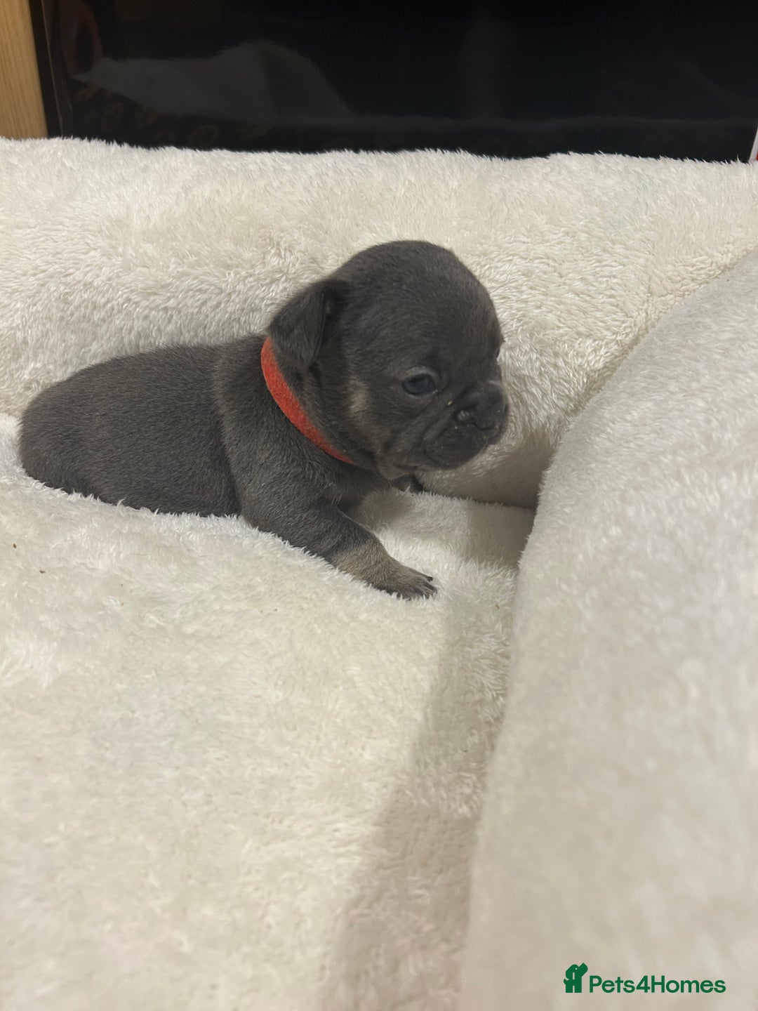 French Bulldog dogs for sale: 5⭐️ french bulldog pups 🐾 - Image 22