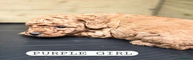 Toy Poodle 4