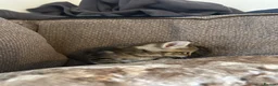 Mixed Breed cats for sale: Mixed breed girls kittens - Advert 21