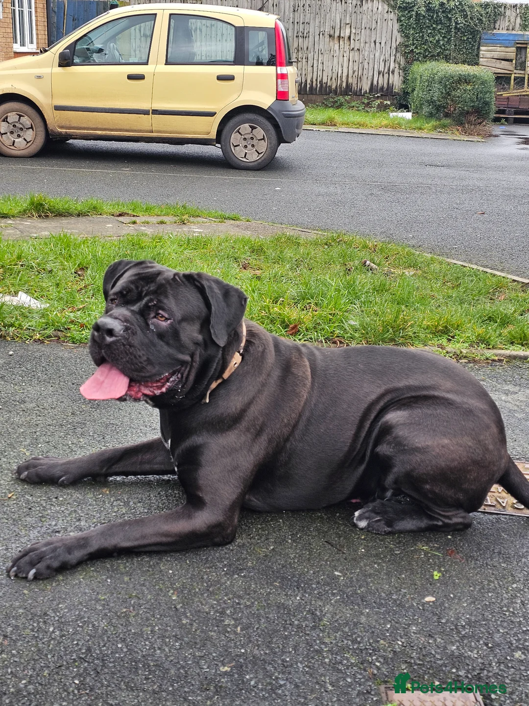Cane Corso dogs for stud: Krowned_k9 King CASSIUS  in Birmingham - Advert 4