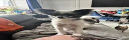 Mixed Breed dogs for sale: Italian Greyhound cross, mums final litter! in Maidstone - Advert 18