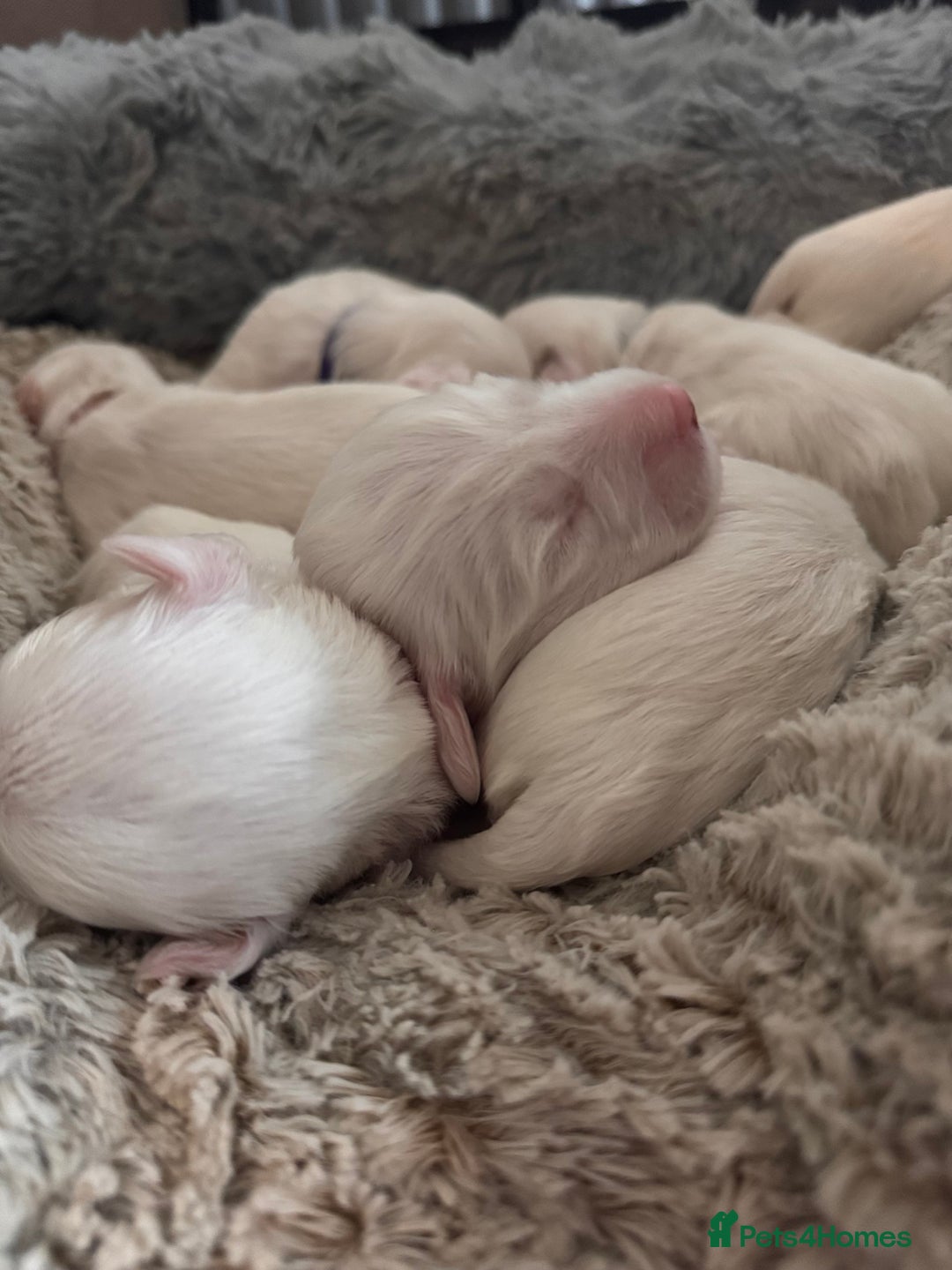 Tibetan Terrier dogs for sale: Tibetan Terrier puppies for sale - Advert 2