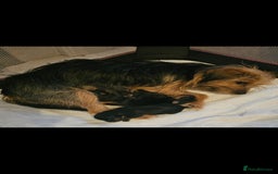 Yorkshire Terrier dogs for sale: 3 beautiful Yorkshire terriers  - Image 6
