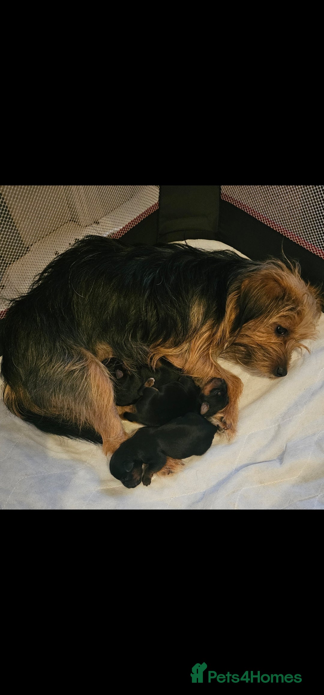 Yorkshire Terrier dogs for sale: 3 beautiful Yorkshire terriers  - Image 6