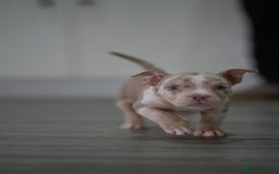 American Bully dogs for sale: Mirco bully- perfect and ready to go.  - Advert 4